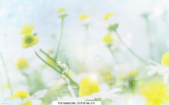 imagini artistice flori ~Good Member~